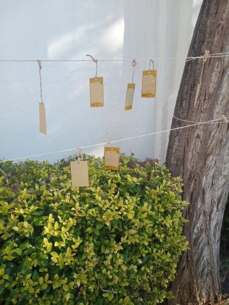 PFB_Montgat_ArbreRecord (3)